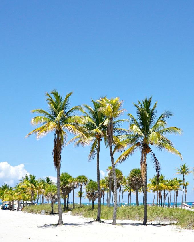 Trees in miami - 28 images - palm trees in miami places 