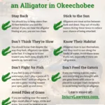 What to Do If You Encounter an Alligator in Okeechobee
