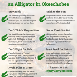 What to Do If You Encounter an Alligator in Okeechobee