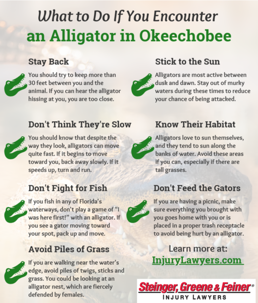 What to Do If You Encounter an Alligator in Okeechobee