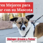 Lugares Mejores para Visitar con su Mascota