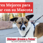 Lugares Mejores para Visitar con su Mascota