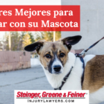 lugares mejores para visitar con su mascota