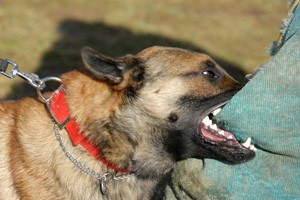 dog biting someone