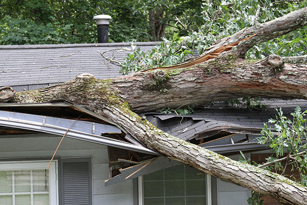 Windstorm Damage