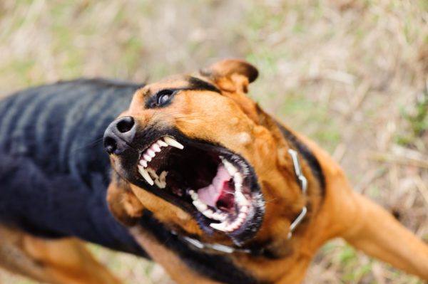 Dog Bite Lawyer