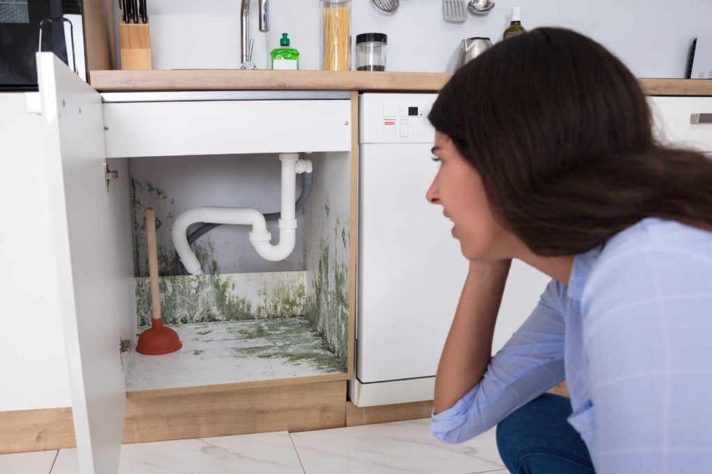 where to look for mold under the sink