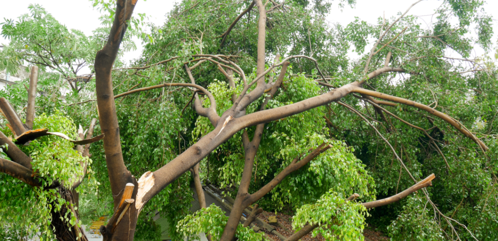 felled tree