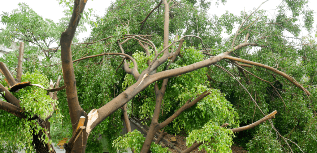 elled-tree